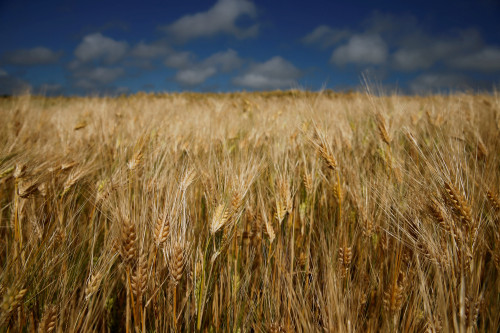 2025-08-22T130058Z_1_LYNXMPEL7L0IA_RTROPTP_4_EU-RUSSIA-FERTILISER-1